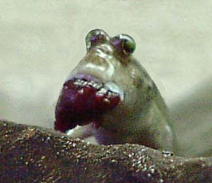 Periophthalmodon septemradiatus